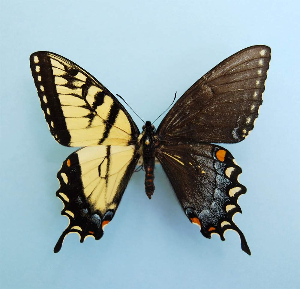 Papilio glaucus (bilateral gynandromorph, tumblr_n6boq9y6cU1r1w416o1_1280) (Internet Image property of respective owner, non-commercial use only)